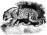 Leopard (Felis leopardus) Heb. NaMeR (Jer.5.6, 13.23, Hos.13.7, Hab.1.8, Is.11).